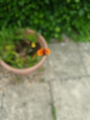 Pilosella aurantiaca