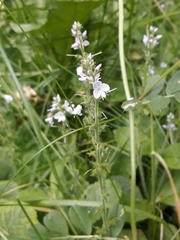 Veronica officinalis