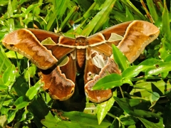Rothschildia speculifer