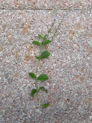 Veronica officinalis