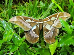 Rothschildia speculifer