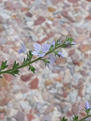 Veronica officinalis