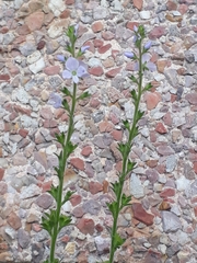 Veronica officinalis