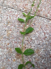 Veronica officinalis