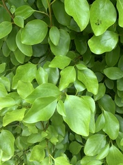 Griselinia