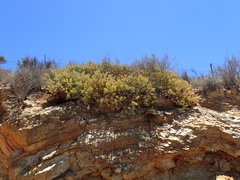 Protea sulphurea