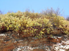 Protea sulphurea