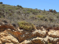 Protea sulphurea