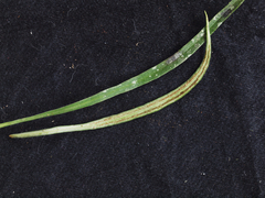 Polytaenium lineatum