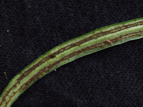 Polytaenium