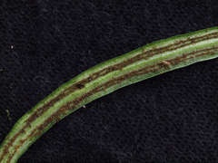 Polytaenium lineatum