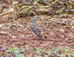 Crithagra leucopygia