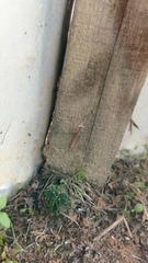 Statilia