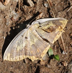 Thinopteryx delectans