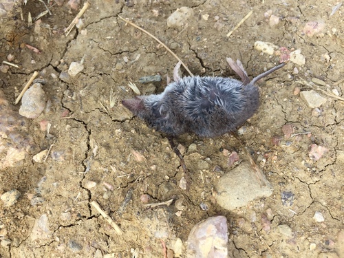 North American Least Shrew