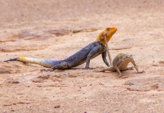 Agama agama