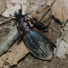 Carabus jankowskii