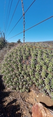Euphorbia ferox