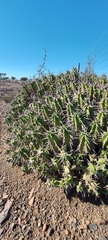 Euphorbia ferox