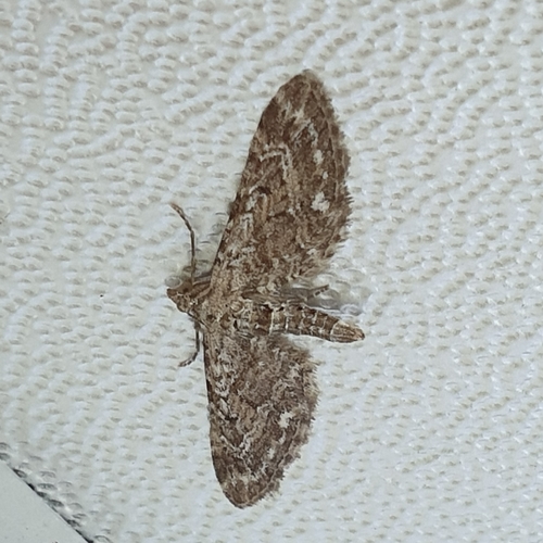Narrow-winged Pug, 1795 De Cocksdorp, Nederland, photo 8 of 10