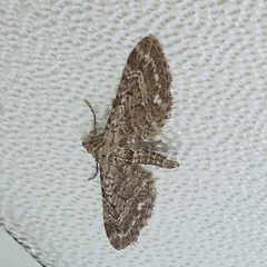 Eupithecia nanata