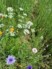 Marshallia caespitosa