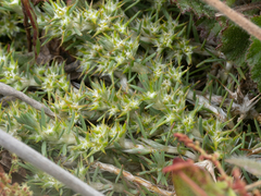 Cardionema ramosissimum