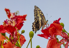 Papilio demodocus