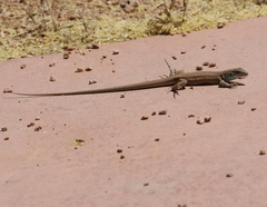 Aspidoscelis uniparens