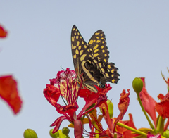 Papilio demodocus