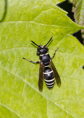 Euodynerus leucomelas