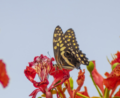 Papilio demodocus