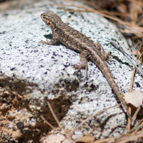 Southern Sagebrush Lizard