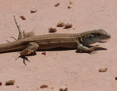 Aspidoscelis uniparens