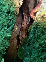 Aulohalaelurus labiosus