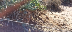 Euphorbia inermis