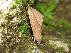 Compsoptera opacaria