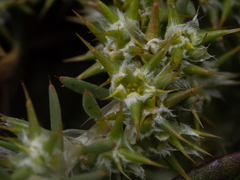 Cardionema ramosissimum