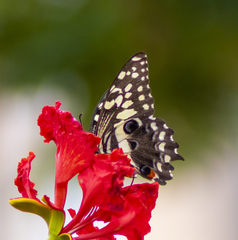 Papilio demodocus