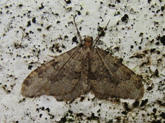Nebula ibericata