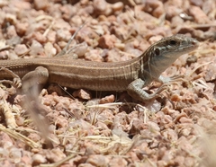 Aspidoscelis uniparens