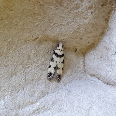 Pseudotelphusa scalella