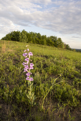 Penstemon grandiflorus