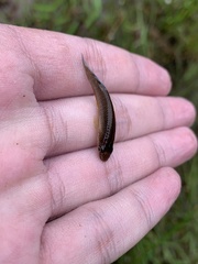 Aplocheilus