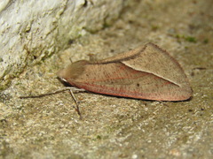 Compsoptera opacaria