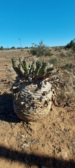 Euphorbia inermis
