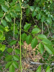 Campsis radicans