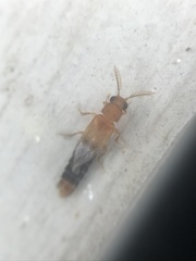 Distremocephalus texanus