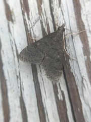 Steniodes declivalis