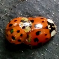 Harmonia axyridis
